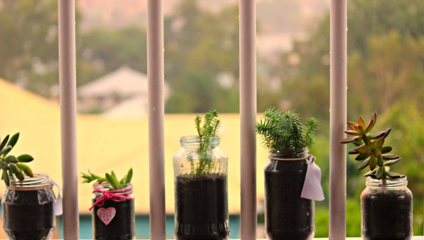 supporter_story_-_succulents_-_may_2015